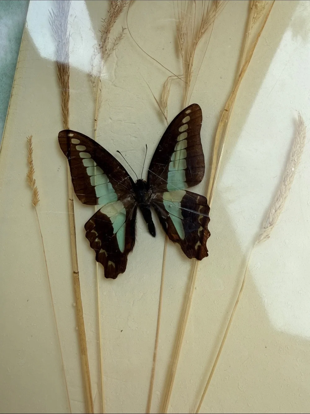 1970s Vintage Papilio and Juno Butterfly Resin Wall Art in Cream, Brown & Teal